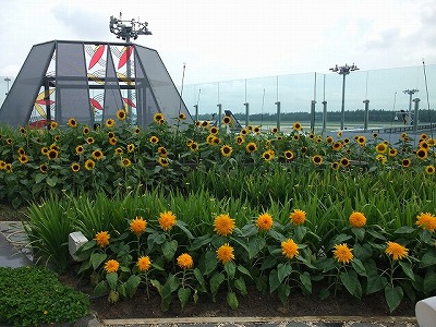 Sightseeing - Singapore airport (Singapore)