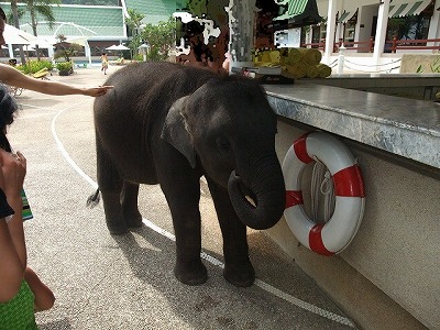 Hotel - Le Meridien Phuket Beach Resort (Phuket, Thailand)