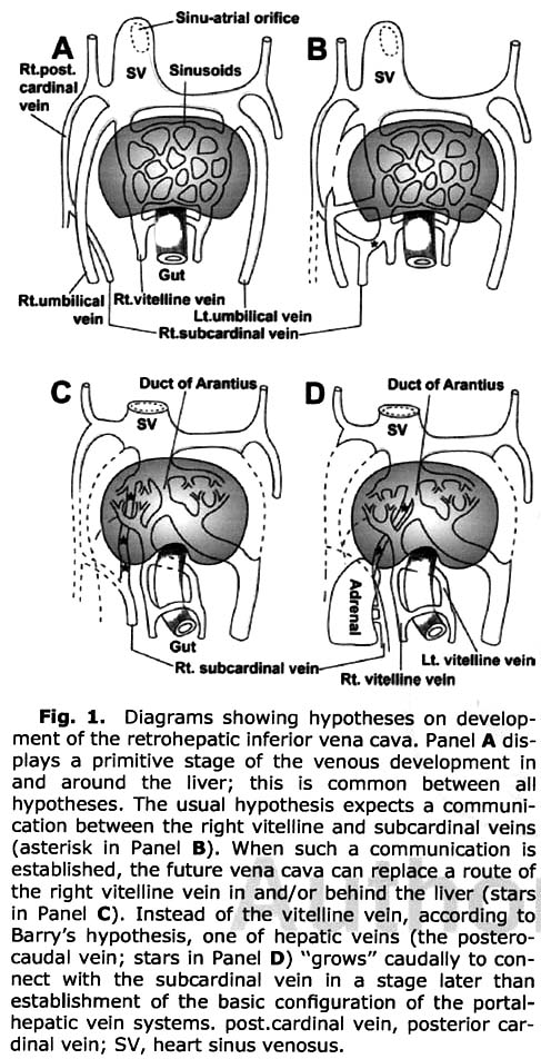 Anatomy001