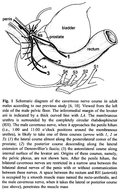 Anatomy0041