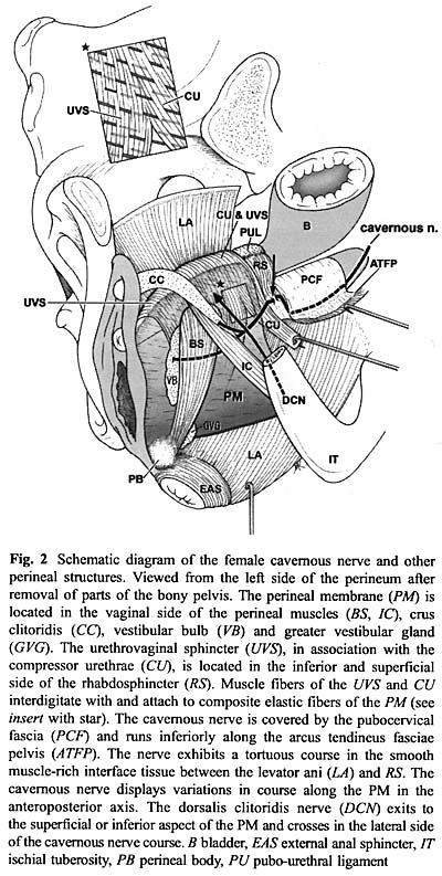 Anatomy0042