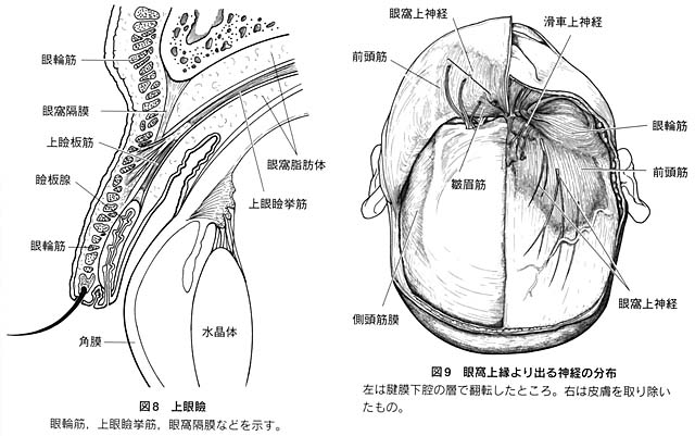 Anatomy0072